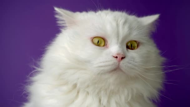 Retrato de gato peludo blanco. Estudio de imágenes de luz de colores. Lujoso gatito doméstico posa sobre fondo púrpura . — Vídeo de stock