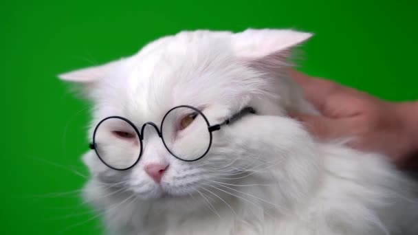 Uzun saçlı, yuvarlak gözlüklü, düz tüylü bir kedi portresi. Moda, tarz, havalı hayvan konsepti. Beyaz kedicik yeşil arka planı okşuyor.. — Stok video