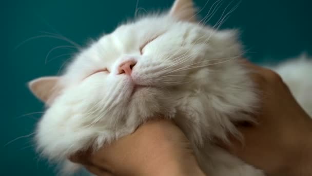 Frau streichelt entzückende weiße flauschige Katze isoliert auf blauem Hintergrund. Streichelt häusliches süßes Haustier. Liebe, Fürsorge, Familienkonzept. — Stockvideo