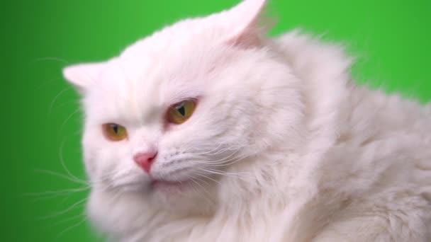 Portrait of white furry cat. Studio colorful light footage. Luxurious domestic kitty poses on green background. — Stock Video