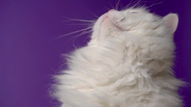 Sevimli sevimli evcil hayvan. Beyaz tüylü kedi stüdyoda menekşe arka planda izole edildi. Hayvanlar, doğa, kedi yavrusu konsepti.