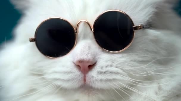 Portrait of highland straight fluffy cat with long hair and round sunglasses. Fashion, style, cool animal concept. Studio footage. White pussycat on blue background. — Stock Video