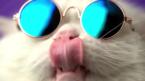 Retrato de gato peludo altiplano con pelo largo y gafas de sol redondas. Moda, estilo, concepto de animal fresco. Imágenes del estudio. Pussycat blanco sobre fondo violeta . — Vídeo de stock