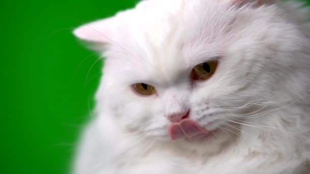 Adorable cute domestic pet. Fluffy white cat isolated on green background in studio. Animals, nature, kitten concept. — Stock Video