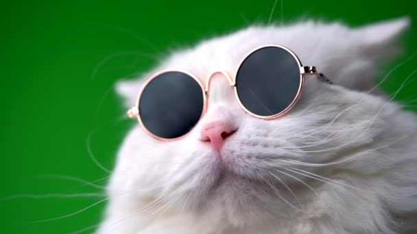 Close portrait of white furry cat in fashion sunglasses. Studio footage. Luxurious domestic kitty in glasses poses on green background wall. — Stock Video
