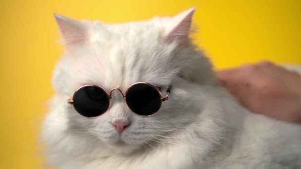 Portré -ból Highland egyenes bolyhos macska -val hosszú haj és kerek napszemüveg. Divat, stílus, állati fogalom. Fehér kiscica simogató sárga háttér. — Stock videók