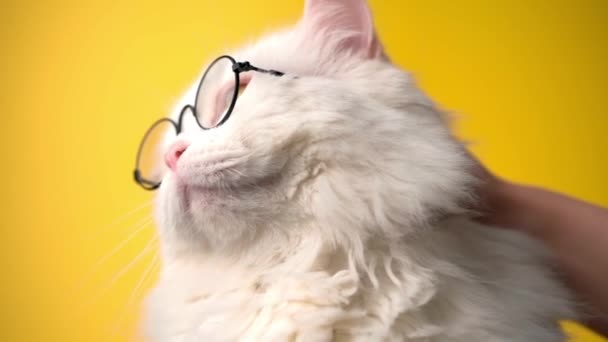 黄色の背景に隔離された丸いメガネの中で白い毛むくじゃらの猫を撫でた女性。国内のふわふわのペットを愛撫。愛、ケア、家族の概念. — ストック動画