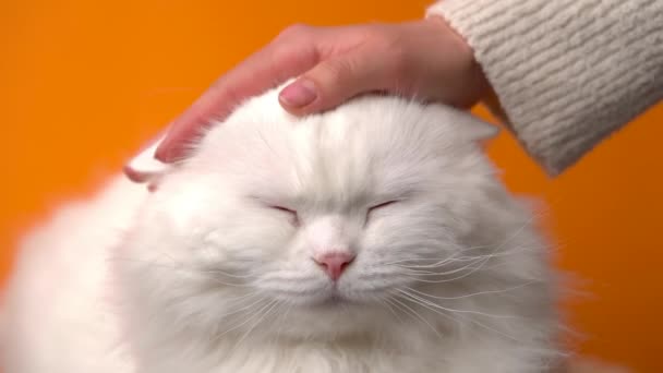 Mulher acariciando gato peludo branco isolado no fundo laranja. Acaricia animal de estimação fofo doméstico. Amor, cuidado, conceito de família . — Vídeo de Stock