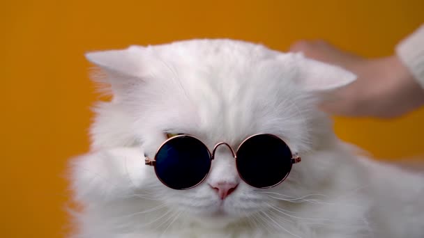 Cerrar retrato de gato peludo blanco en gafas de sol de moda. Imágenes del estudio. Manos acariciando lujoso gatito doméstico en gafas poses sobre fondo naranja pared . — Vídeo de stock