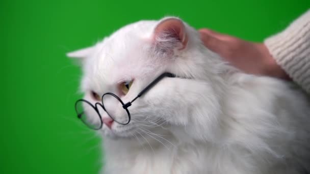 Nő simogató fehér szőrös macska kerek szemüveg elszigetelt zöld háttér. Simogatja a házi bolyhos kisállatot. Szerelem, gondoskodás, családi fogalom. — Stock videók