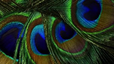 Tropikal tavus kuşu tüyleri. Makro dönüş yakın çekim görüntüsü. Güzel hayvanlar. doğanın renk doğruluğu.