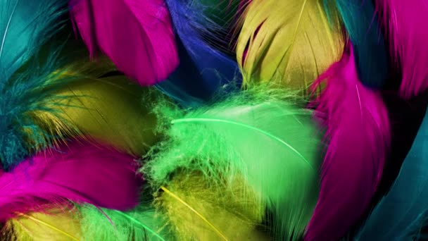 Hermoso fondo giratorio de coloridas plumas de aves tropicales. Patrón natural pájaro. Vista superior de cerca. Imágenes rotativas abstractas . — Vídeo de stock