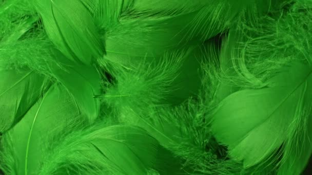 Hermoso fondo giratorio de plumas frescas de aves tropicales verdes. Patrón natural pájaro. Vista superior de cerca. Imágenes rotativas abstractas . — Vídeo de stock