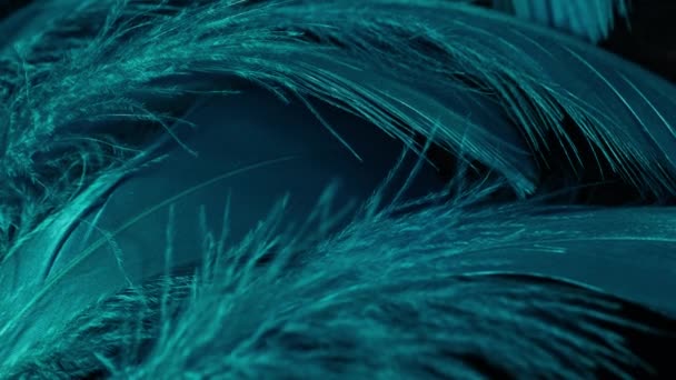 Schöne rotierende Hintergrund von meerblauen tropischen Vogelfedern. Bird natürliches Muster. Nahaufnahme von oben. Abstrakt rotierendes Filmmaterial. — Stockvideo