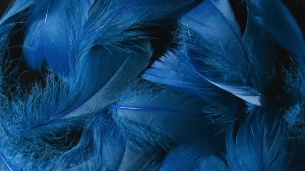 Beautiful rotating background of deep blue tropical birds feathers. Bird natural pattern. Close-up top view. Abstract rotating footage. — Stock Video