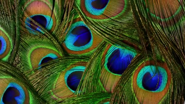 Bardzo piękne pióra pawia. Naturalnie obracający się kolorowy wzór. Widok makro z bliska. 4k. Może być stosowany jako przejścia, dodawane do projektów — Wideo stockowe