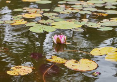 Bir su birikintisi üzerinde güzel pembe lotus