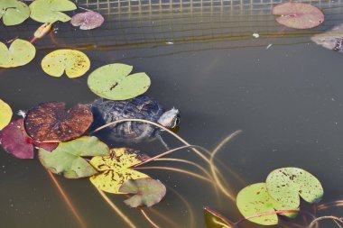 Gölet kaplumbağa Göl yüzeyinde güneşin tadını çıkarma