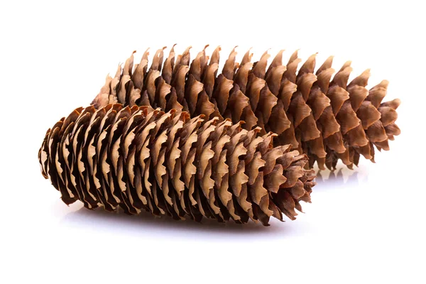 Single pine cone isolated on white — Stock Photo, Image