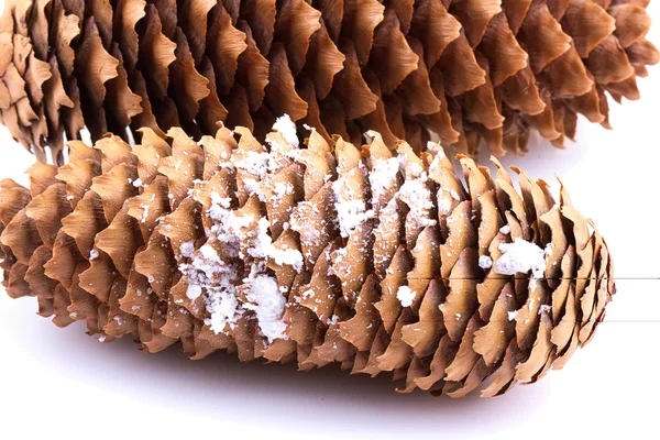 Cone de pinheiro único isolado em branco — Fotografia de Stock