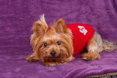 Yorkshire korkunç sıcak giysiler içinde