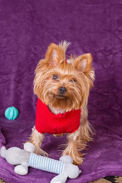 Yorkshire terrier z jego zabawki dla psa — Zdjęcie stockowe