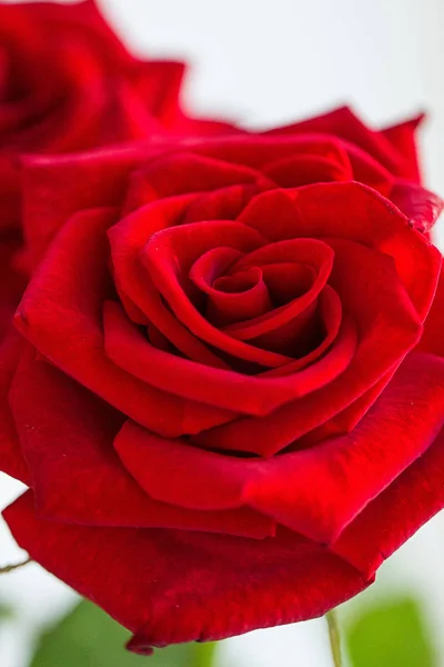 Una rosa rossa — Foto Stock