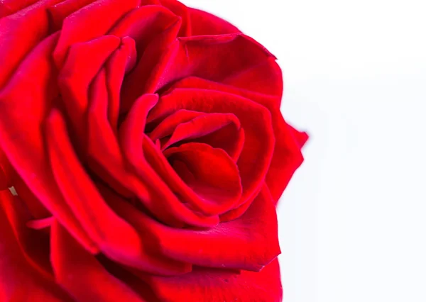 Une rose rouge — Photo