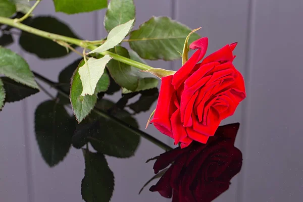 Elegant rose with necklace — Stock Photo, Image