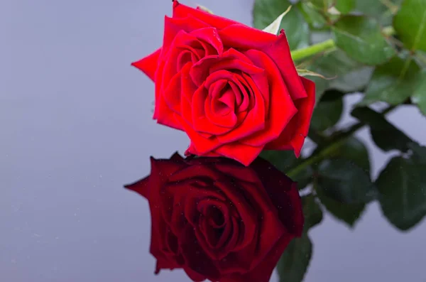 Элегантная роза с ожерельем — стоковое фото