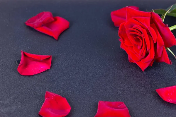 Red rose and petals on black — Stock Photo, Image