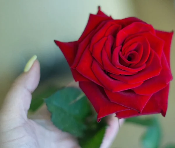 Rosa rossa con mani di donne — Foto Stock