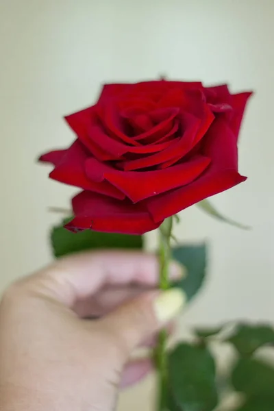 Rosa rossa con mani di donne — Foto Stock