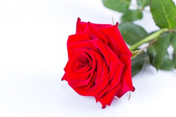 Una rosa roja — Foto de Stock