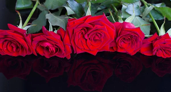 Belles roses rouges — Photo