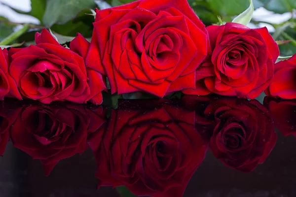 Beautiful red roses — Stock Photo, Image