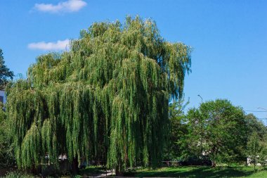 Ağaçlı ve bulutlu manzara