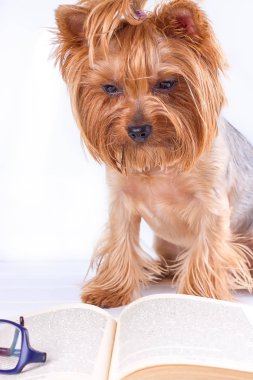 Tatlı bir kitap okuma York