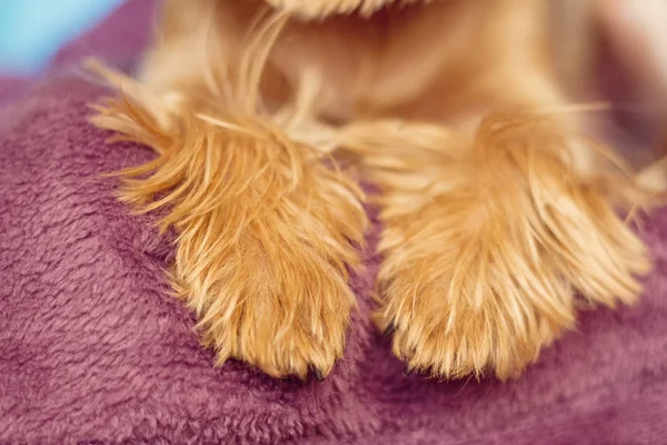 York terrier pies — Zdjęcie stockowe