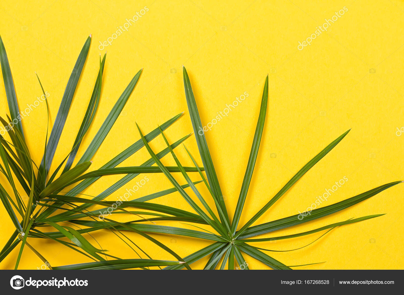Tropische bladeren op gele achtergrond — stockfoto © victoshafoto ... Yucca gele bladeren
