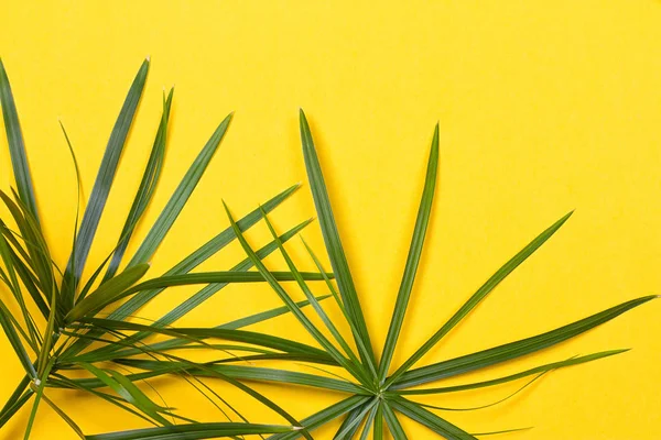 Тропічні листя на жовтому тлі — стокове фото