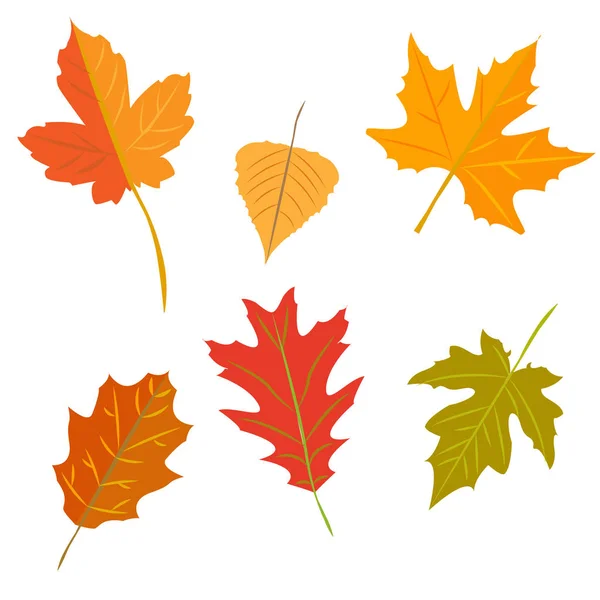 Autumn leaves set, isolated on white background — Stock Vector