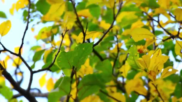 Caída de la hoja en el parque de otoño de la ciudad. Hermoso fondo. Caducidad — Vídeo de stock