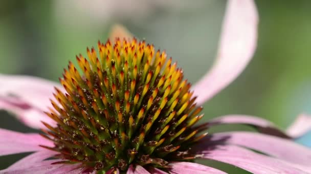 Purple coneflower (echinacea purpurea) extreme close up — ストック動画