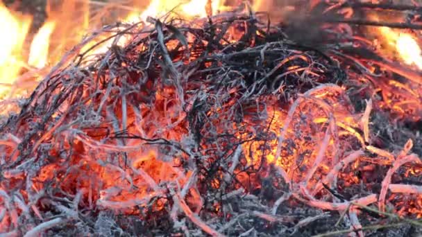 Spis med brinnande eld. Ved liggande i den öppna spisen. Elden brinner med vackra sprutar eld. Närbild — Stockvideo