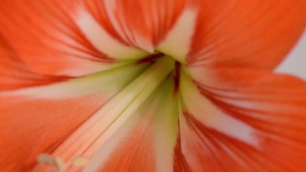Gladiole. Fleurs rouges et blanches. Gros plan 