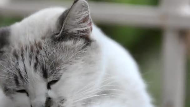 Gato blanco se sienta en el alféizar de la ventana y se lava después del desayuno . — Vídeo de stock