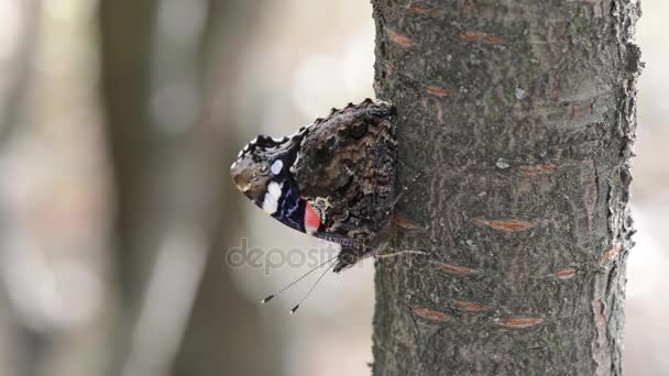 Monarchfalter im alten Baum — Stockvideo