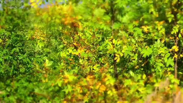 Leaf fall in the autumn city park. Beautiful background. Time lapse — Stock Video