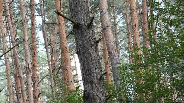 Hermosas copas de árboles de bosque al atardecer. Hermoso paisaje — Vídeo de stock